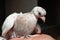 Pigeon white nestling domestic