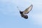 Pigeon wing flying against blue sky