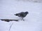 Pigeon in winter city, dove froze in the winter, warming himself near a manhole on the culvert.