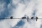 Pigeon on wire against blue sky