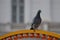Pigeon on a yellow arch