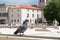 Pigeon in the Zadar city centre