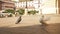 Pigeons on background of the city, Odessa. Portrait of beautiful birds, slow motion.