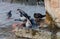 Pigeons bathe in the fountain.