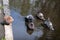 Pigeons bathe in a puddle close-up. Blue doves sit in the water on a summer day