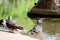 Pigeons bathe in the water on a summer day