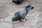 Pigeons bird can be trained to messenger.