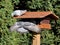 Pigeons at bird feeder