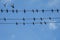 Pigeons bird hold on electric wire