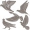 Pigeons, a bird symbol,