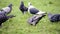Pigeons birds in city park