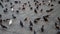 Pigeons birds sidewalk flock outdoor