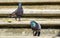 Pigeons birds sitting on stairs steps in Puerto Escondido Mexico