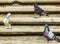 Pigeons birds sitting on stairs steps in Puerto Escondido Mexico