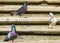 Pigeons birds sitting on stairs steps in Puerto Escondido Mexico