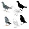 Pigeons Carriers domestic breeds sports birds natural and outline and silhouette vintage set set three vector animals illustrat