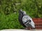 pigeons cleaning its beaks