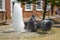 Pigeons Cooling off in Public Water Fountain