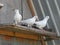 Pigeons on the dovecote