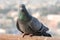 Pigeons and doves constitute the bird family Columbidae