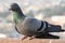 Pigeons and doves constitute the bird family Columbidae