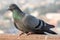 Pigeons and doves constitute the bird family Columbidae