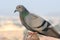 Pigeons and doves constitute the bird family Columbidae