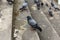 Pigeons and doves constitute the bird family Columbidae and the