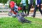 Pigeons doves eat piece of bread on ground, close up