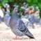 Pigeons doves eat piece of bread on ground, close up