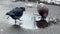 Pigeons drink water from puddles. The action in winter.