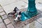 Pigeons and a drinking bowl for birds on the historical square of Torun, Poland