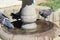 Pigeons drinking water