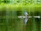 Pigeons drinking water in the green pond of West Lake Park in Changsha