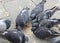 pigeons eat bread crumbs in the street of the European city