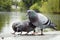 Pigeons eat seeds in the park in the rain