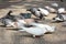 Pigeons are eating food, corn,â€‹ grainson the groundâ€‹ atâ€‹ Thaâ€‹ Phaeâ€‹ Gate, Chiangmai, Thailand.