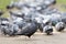 Pigeons eating in the park