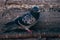 Pigeons at the Eminonu Square