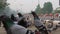 Pigeons Feasting Alongside Roads of Delhi\'s Amidst the Flow of Moving Vehicles