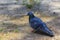 Pigeons feed in the city park