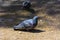 Pigeons feed in the city park