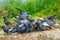 Pigeons feeding in the grass.