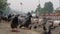 Pigeons Feeding Next to Delhi\'s Roads Amid the Hustle of Moving Vehicles