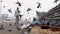 Pigeons Feeding on the Streets of Delhi amid the Moving Vehicles