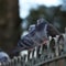 Pigeons on a fence