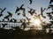 Pigeons fence sun sky