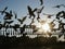 Pigeons fence sun sky