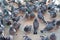 Pigeons fight over for food