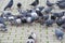 Pigeons fight over for food